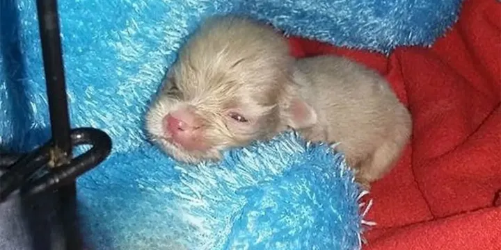 3-dagen oude albino puppy had geen enkele kans om te overleven en dit is hij nu 1