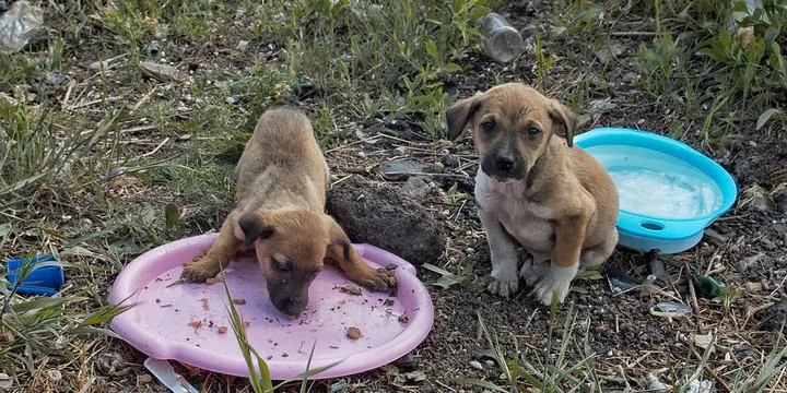 4 Puppies Found In A Box Next To The Highway Get The Owners They Deserve 1