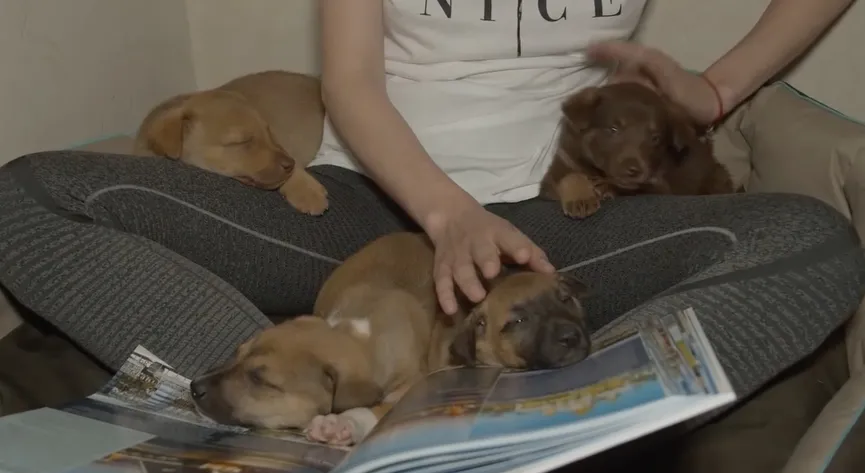 4 Puppies Found In A Box Next To The Highway Get The Owners They Deserve 7