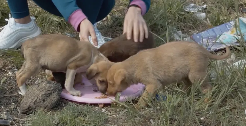 4 Puppies Found In A Box Next To The Highway Get The Owners They Deserve 3
