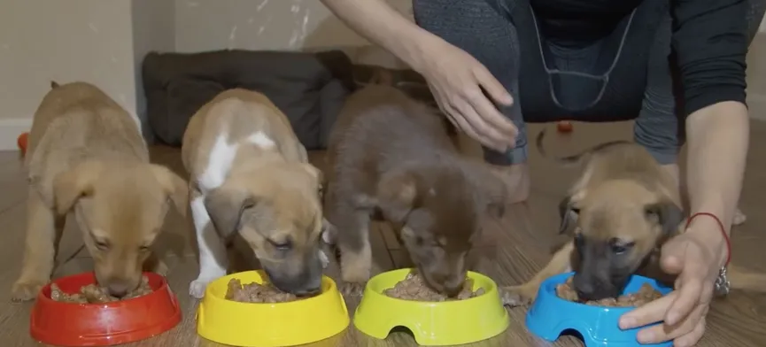 4 Puppies Found In A Box Next To The Highway Get The Owners They Deserve 6