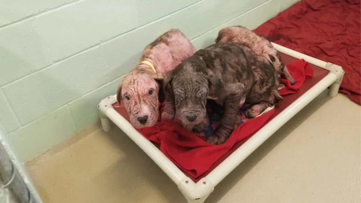 5 bald puppies found by the roadside greeted their rescuers with lots of kisses 1