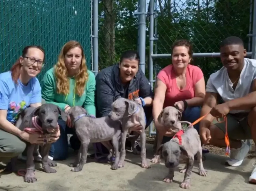 5 bald puppies found by the roadside greeted their rescuers with lots of kisses 4