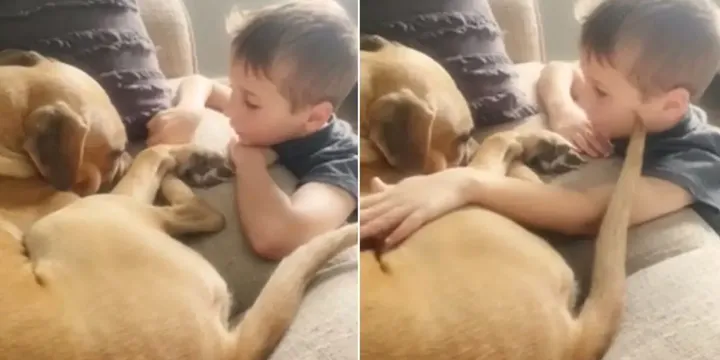 7-jarige jongen adopteert getraumatiseerde hond en stelt hem gerust- "We houden zoveel van je" 1