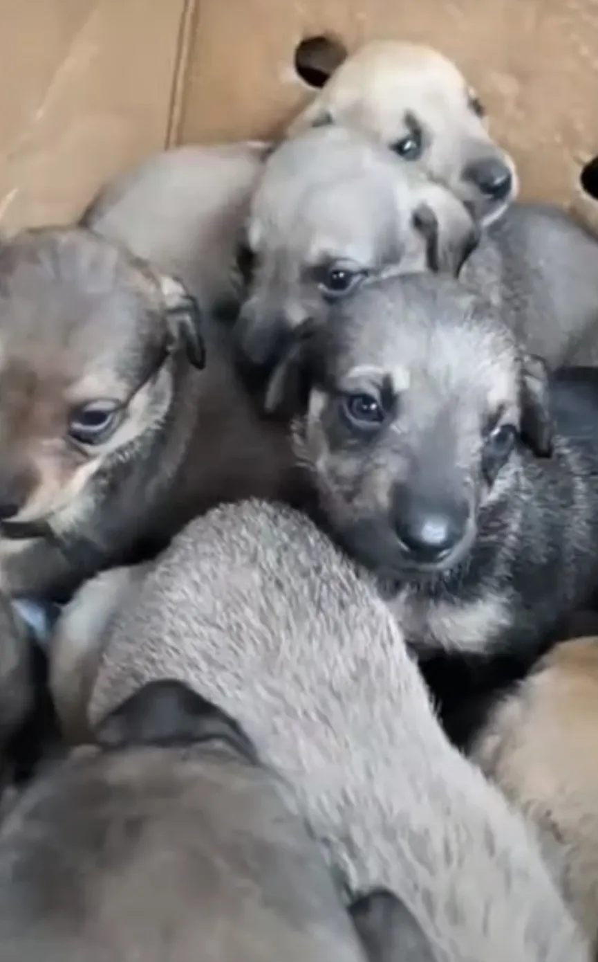 8 puppy's wreed achtergelaten in vuilnisbak krijgen tweede kans 3
