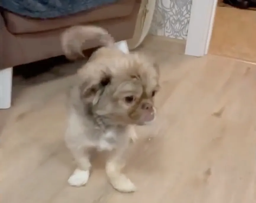 Abandoned puppy bursts into tears as he realizes he is being rescued 7