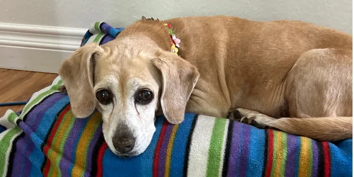 Achtergelaten Beagle met droevige ogen brengt laatste maanden door in liefdevol huis 1