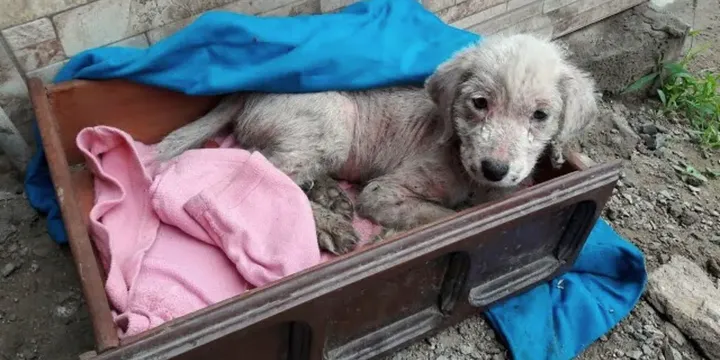 Achtergelaten puppy die 3 dagen in vrieskou heeft doorgebracht krijgt de hulp die ze nodig 1