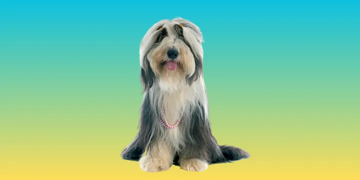 Bearded Collie-hondenras-verzorging-gezin-sociaal-leven-fysieke-kenmerken-dieet-informatie