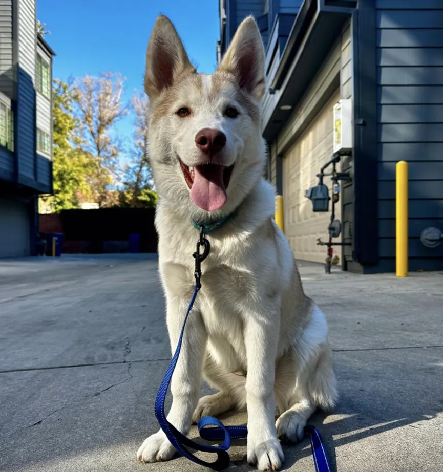 Beautiful white husky sat tied to pole for days until people with good hearts rescued him 3