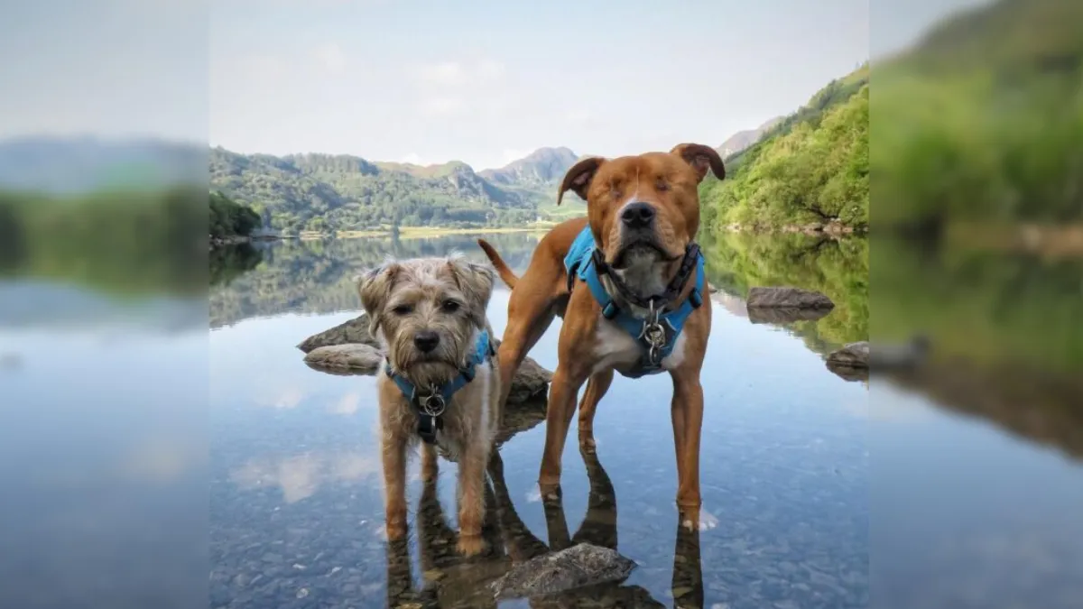 Blind Dog Finds A Guide And They Are Best Friends For Life 1