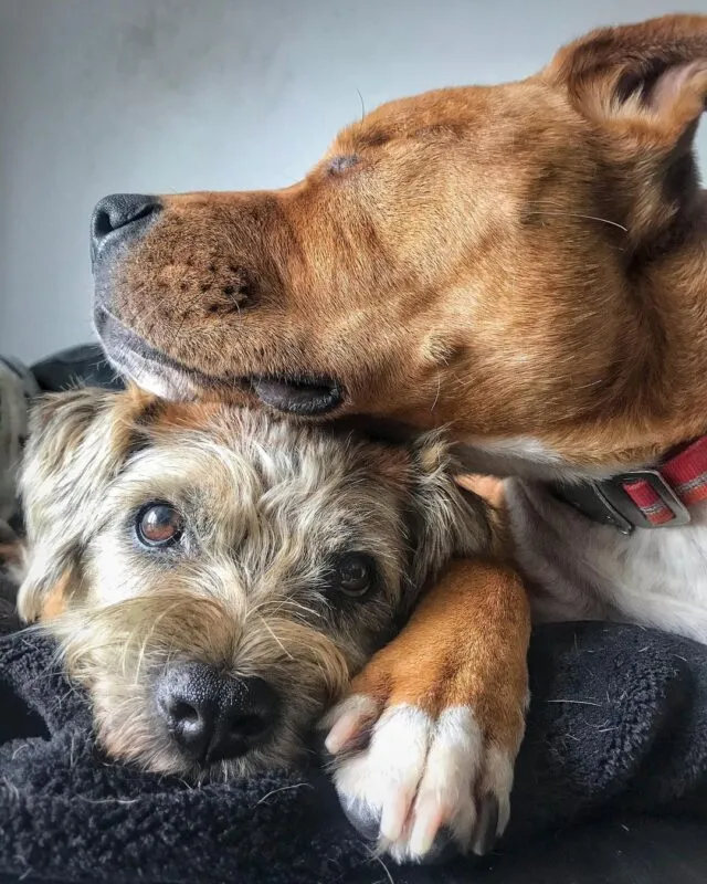 Blind Dog Finds A Guide And They Are Best Friends For Life 2