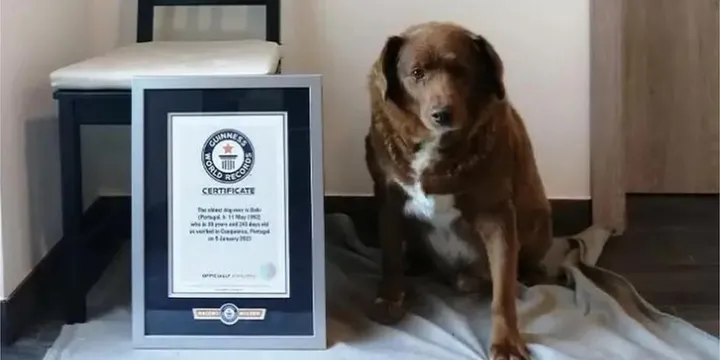 Bobi, de Oudste hond ter wereld op 31-jarige leeftijd overleden 1