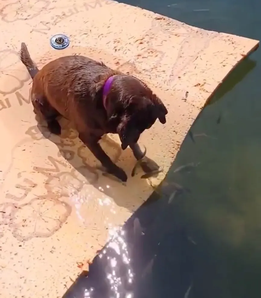 Bruine Labrador Puppy observeert vissen en steelt de harten van iedereen 4