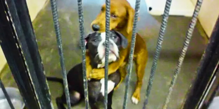 Cuddly dogs saved from euthanasia after photo of the two best buddies was circulated 1