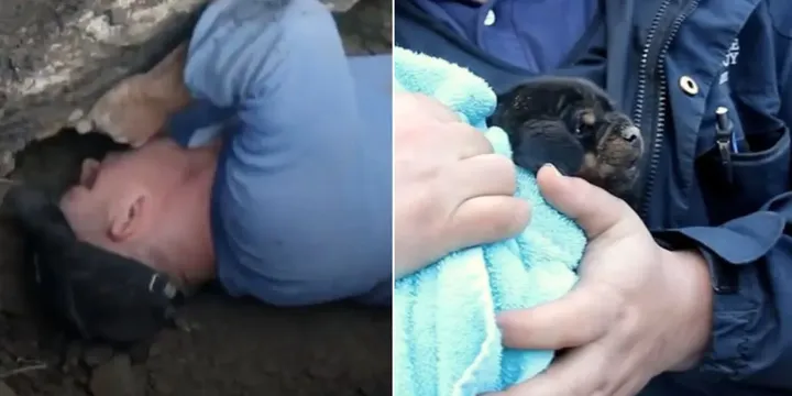 Dappere agenten redden puppy dat vastzat in een pijp en brachten hem terug naar zijn moeder 1