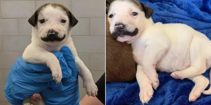 Deze puppy uit het asiel werd geboren met een heel leuk snorretje 1