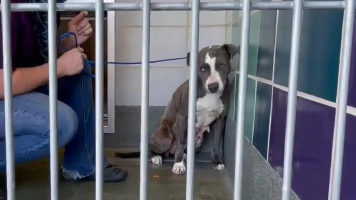 Dog Abandoned After Owners Moved Is Terrified Of Her Rescuers 1