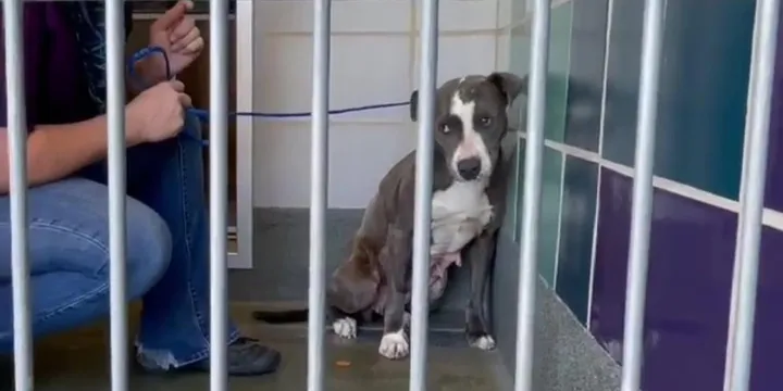 Dog Abandoned After Owners Moved Is Terrified Of Her Rescuers 1