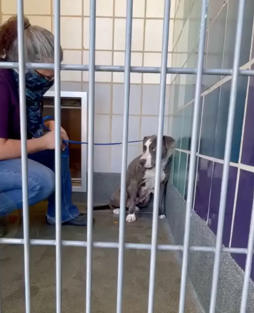 Dog Abandoned After Owners Moved Is Terrified Of Her Rescuers 2