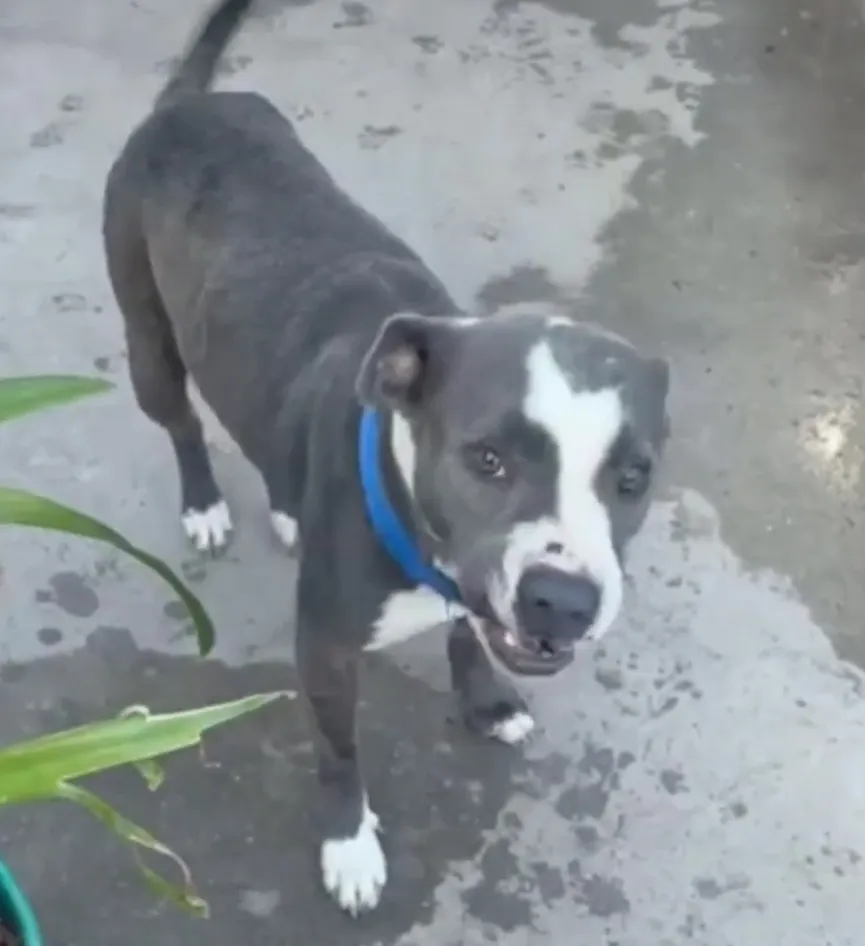 Dog Abandoned After Owners Moved Is Terrified Of Her Rescuers 6