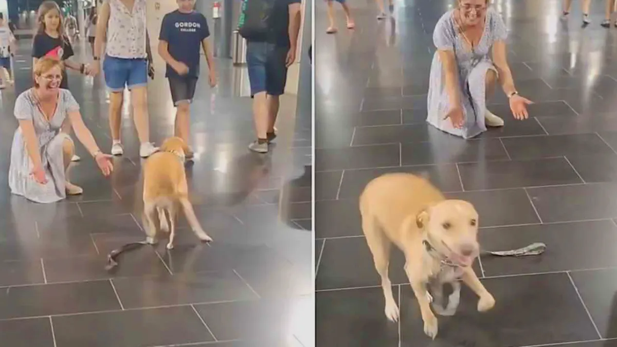 Dog Couldn’t Stop Dancing When Seeing His Grandparents And It Was Moment Of Pure Joy 1