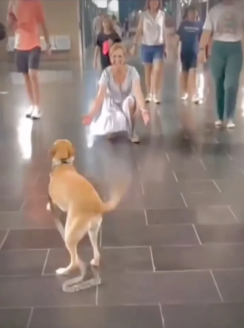 Dog Couldn’t Stop Dancing When Seeing His Grandparents And It Was Moment Of Pure Joy 2