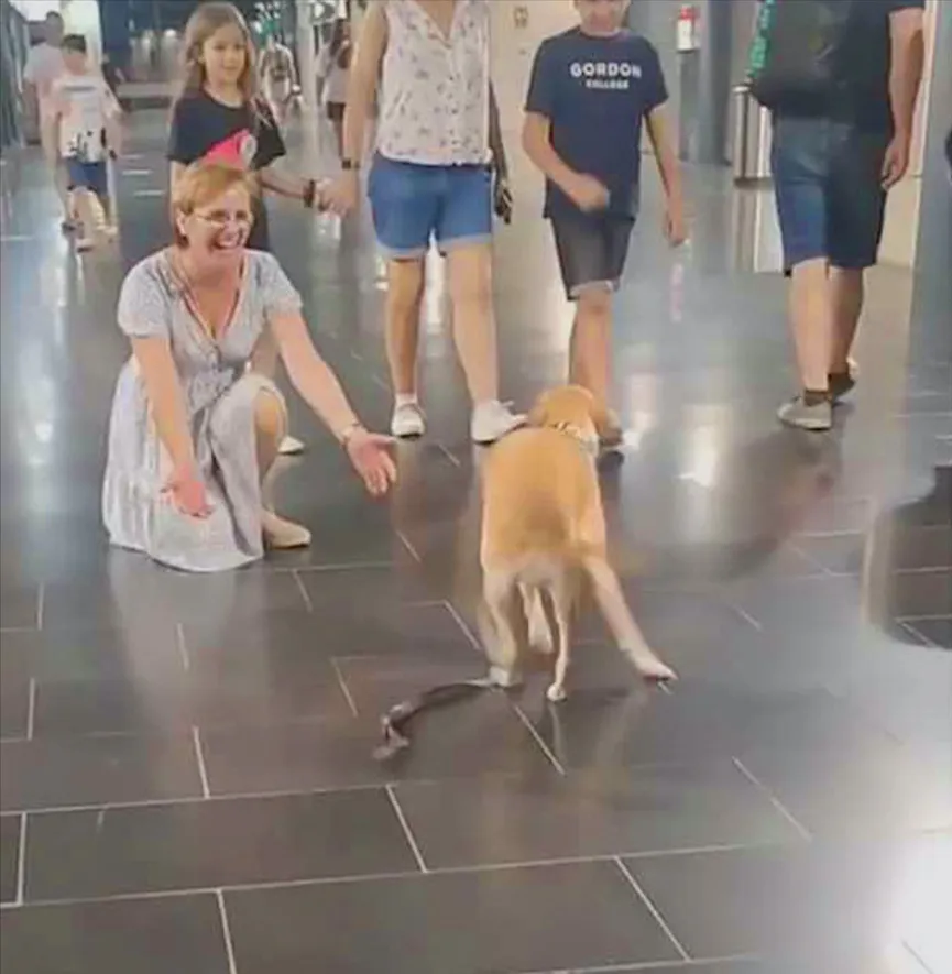 Dog Couldn’t Stop Dancing When Seeing His Grandparents And It Was Moment Of Pure Joy 3