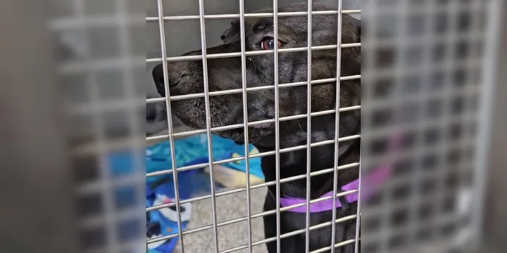Dog Who Spent 900 Days in Shelter Is Returned After 1 Day and Everyone's Heartbroken 1