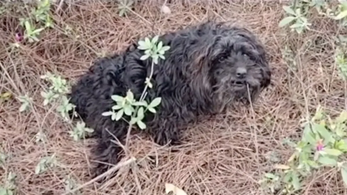 Dog With Paralyzed Leg Lies By Roadside And Cries Until Someone Comes To Help 1