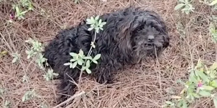 Dog With Paralyzed Leg Lies By Roadside And Cries Until Someone Comes To Help 1