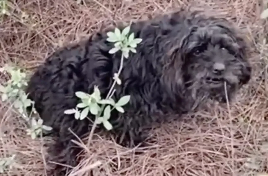 Dog With Paralyzed Leg Lies By Roadside And Cries Until Someone Comes To Help 2