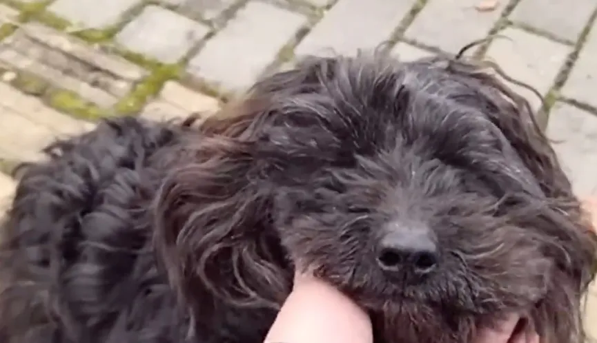 Dog With Paralyzed Leg Lies By Roadside And Cries Until Someone Comes To Help 3