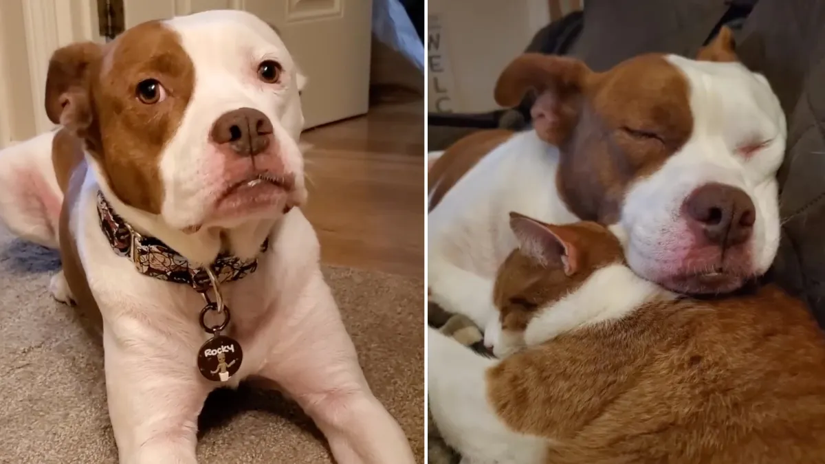 Dog dumped due to allergies cares for kittens like a caring momma 1