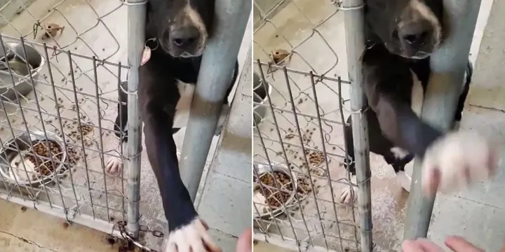 Dog from shelter sticks paw out to passersby and hopes someone will take him home 1