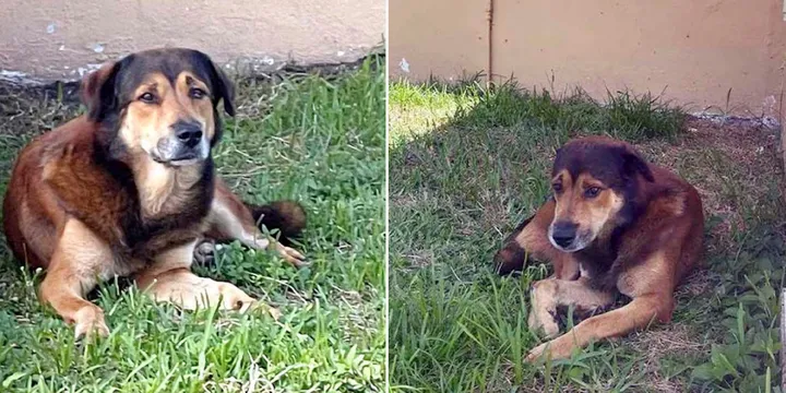 Dog waits outside owner's house for weeks - not realising they've abandoned him 1