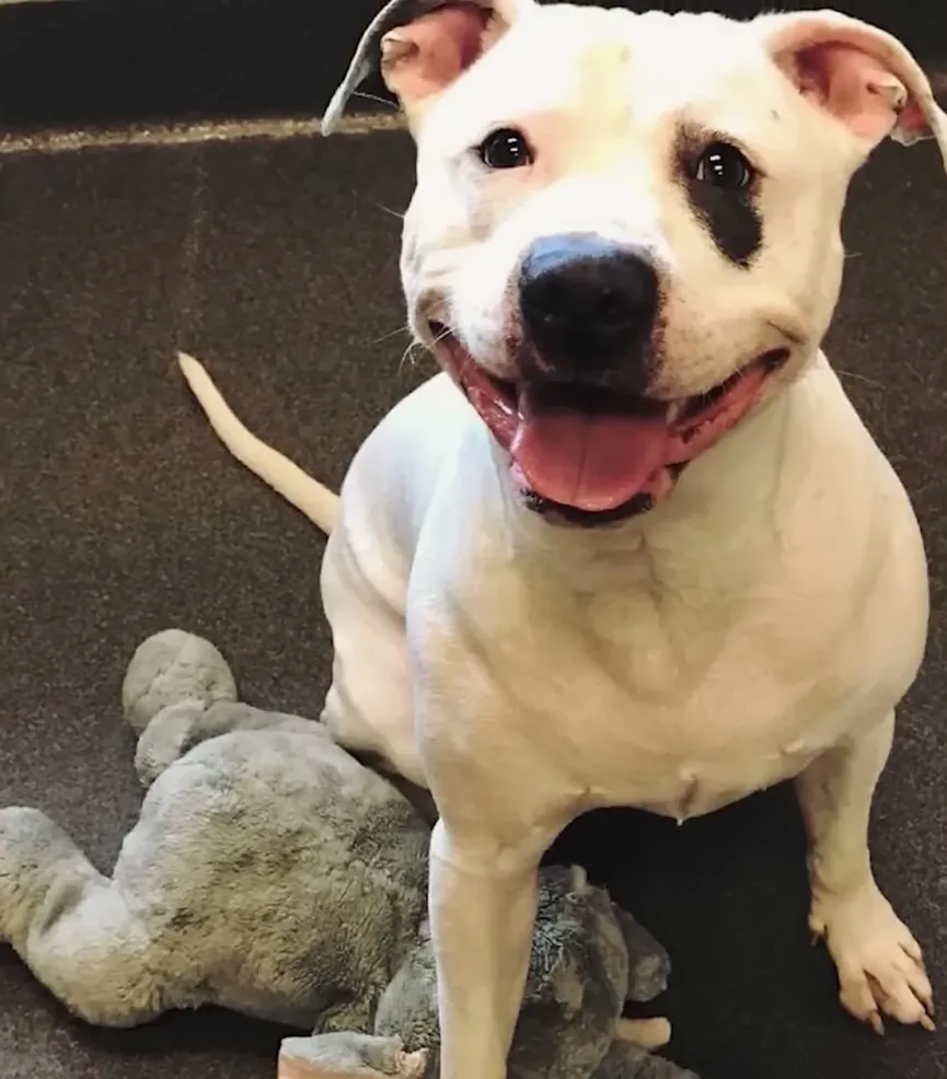 Dog who was nearly euthanized won't let go of his stuffed animal 3
