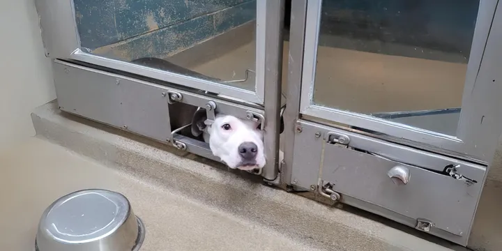 Een droevige asielhond kijkt toe hoe zijn vrienden worden geadopteerd en weggaan 1