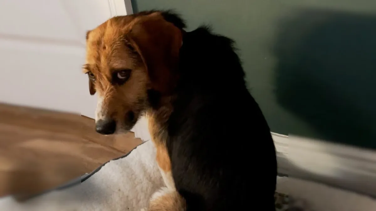 Fearful dog did not even dare to look at his new owners until he realizes he is finally safe 1