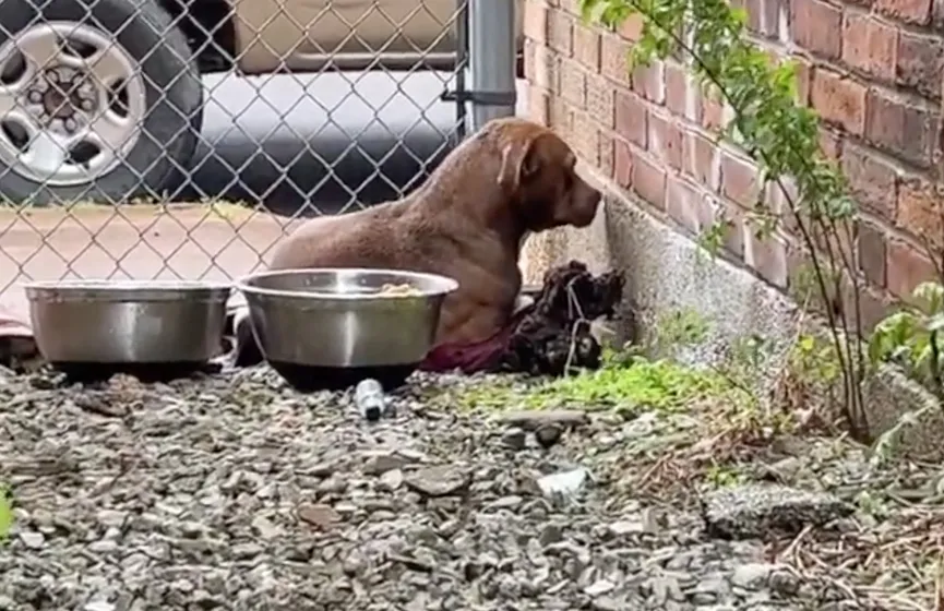 Fearful stray dog lives in small alley until found by rescuer 3