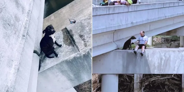 Fietsers redden een Pitbull die vastzat op een gevaarlijke plek op een brug 1