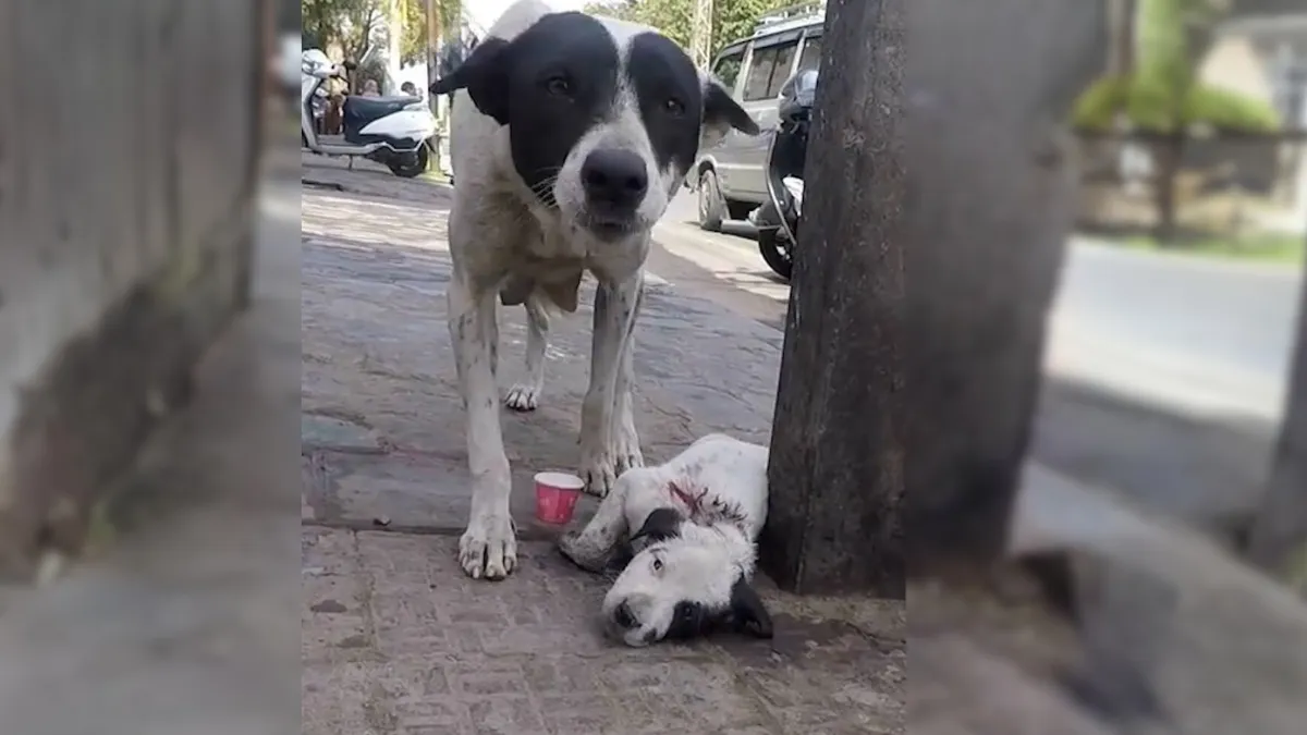 Frightened mother dog calls for help until rescuers rescue her injured puppy 1