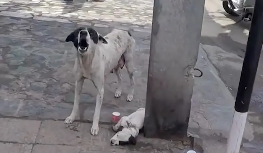 Frightened mother dog calls for help until rescuers rescue her injured puppy 2