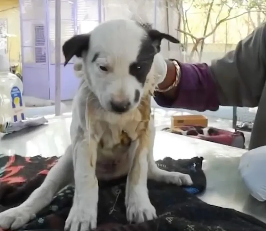 Frightened mother dog calls for help until rescuers rescue her injured puppy 4