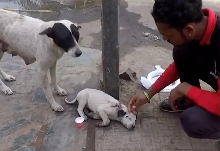 Frightened mother dog calls for help until rescuers rescue her injured puppy 3