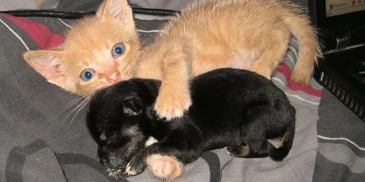 Geredde Kitten Adopteert Puppy En Het Duo Is Nu Onafscheidelijk 1
