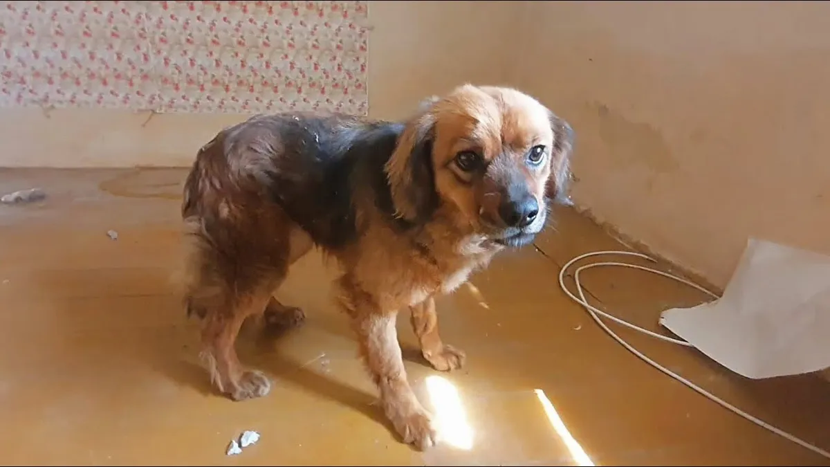Heartbroken dog refuses to leave house after owner dies 1