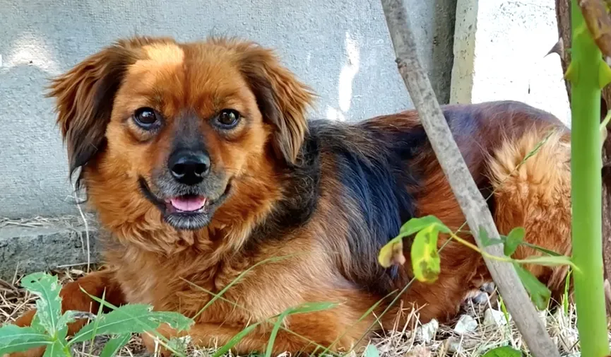 Heartbroken dog refuses to leave house after owner dies 9