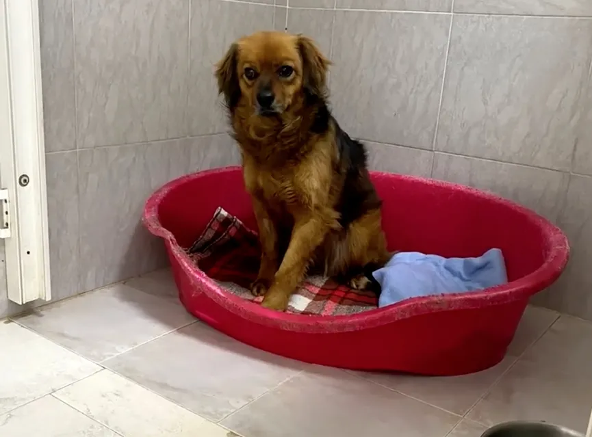 Heartbroken dog refuses to leave house after owner dies 5