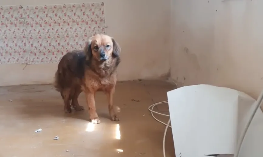 Heartbroken dog refuses to leave house after owner dies 3